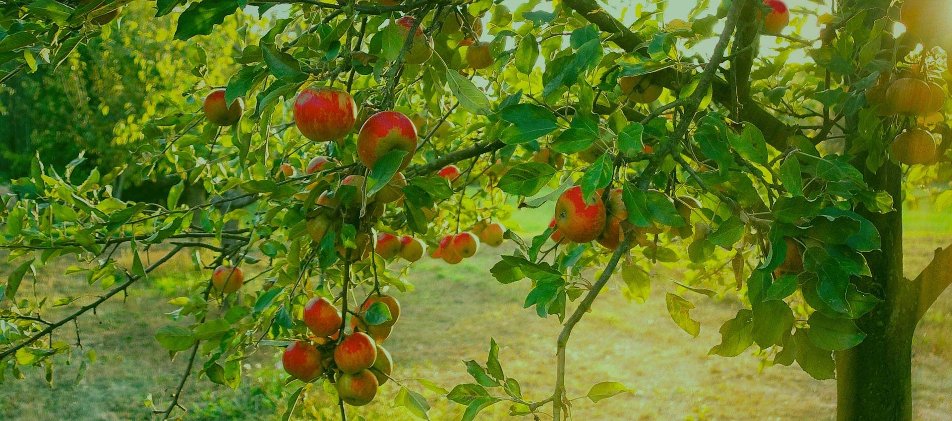 Streuobstwiesen LDM-Kanal Titelbild Desktop