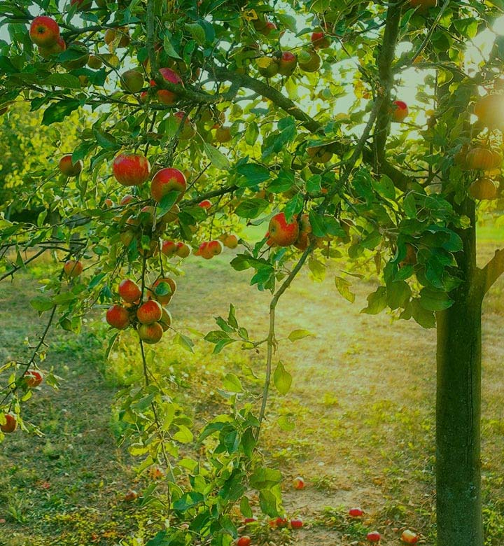 Streuobstwiesen LDM-Kanal Titelbild mobile Geräte